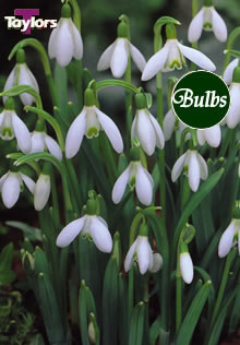 Nivalis Woodland - Snowdrop Bulb