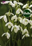 Woronowii - Snowdrop Bulb