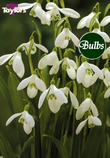 Woronowii - Snowdrop Bulb