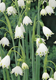 Leucojum Gravetye Giant Xtra Large Bulbs