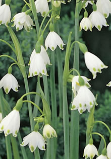 Leucojum Gravetye Giant Xtra Large Bulbs