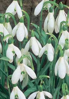 Snowdrops Single Xtra Large Bulbs