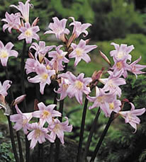 Belladonna- Amaryllis Bulb