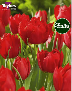 Abba - Double Early Tulip Bulbs