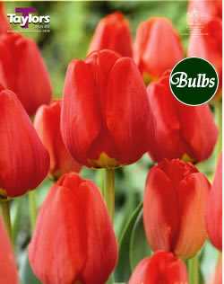 Apeldoorn - Darwin Hybrid Tulip Bulbs
