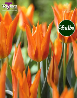 Ballerina - Lily Flowered Tulip Bulbs