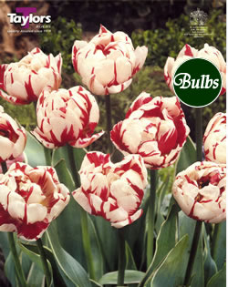 Carnival De Nice - Double Bedding Tulip Bulbs