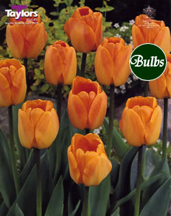Daydream - Darwin Hybrid Tulip Bulbs