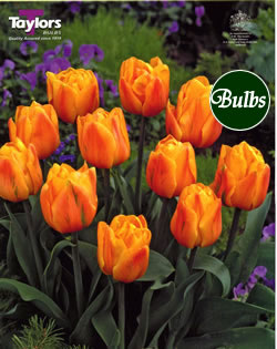 Freeman - Double Bedding Tulip Bulbs