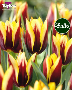 Gavota - Cottage Garden Tulip Bulb