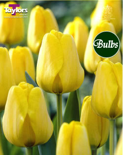 Golden Apeldoorn - Darwin Hybrid Tulip Bulbs