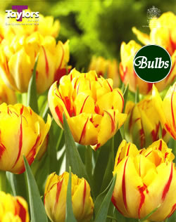 Monsella - Double Early Tulip Bulbs