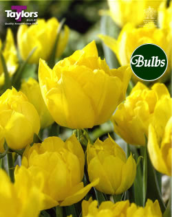 Monte Carlo - Double Early Tulip Bulbs