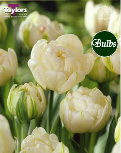 Mount Tacoma - Double Bedding Tulip Bulbs