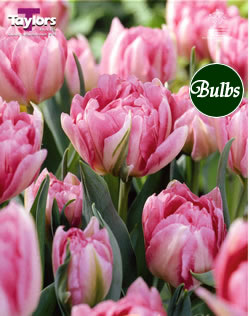 Peach Blossom - Double Early Tulip Bulbs