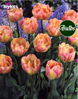 Peaches & Cream - Double Bedding Tulip Bulbs