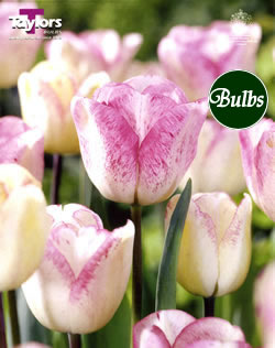 Shirley - Cottage Garden Tulip Bulb