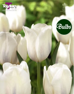 White Dream - Cottage Garden Tulip Bulb
