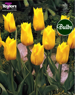 Yokohama - Cottage Garden Tulip Bulb