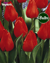 Apeldoorn - Bulk Tulip Bulb Bags