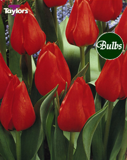 Apeldoorn - Bulk Tulip Bulb Bags