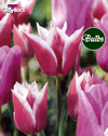 Blue Riband - Tulip Bulb Combinations