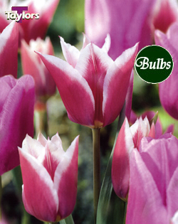 Blue Riband - Tulip Bulb Combinations