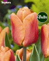 Brown Sugar - Cottage Garden Tulip Bulb