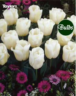 Calgary - New & Spectacular Tulip Bulbs