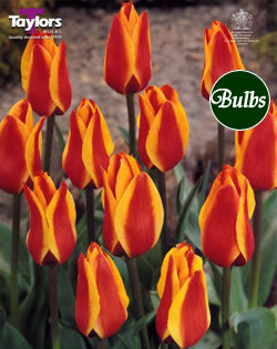 Cape Cod - Greigii Tulip Bulbs