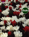 Celebration - Tulip Bulb Combinations