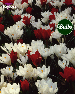 Celebration - Tulip Bulb Combinations