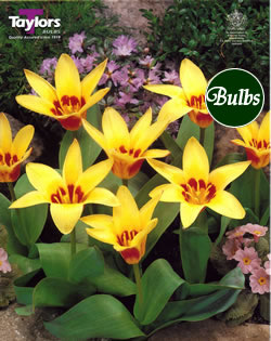 Corona - Kaufmanniana Tulip Bulbs