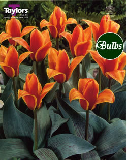 Donald Duck - Greigii Tulip Bulbs