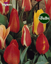 Dwarf Tulips Mixed - Bulk Tulip Bulb Bags