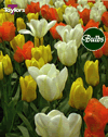 Emperor's Kingdom - Tulip Bulb Combinations