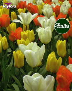 Emperor's Kingdom - Tulip Bulb Combinations