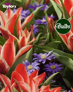 Fairy Tale - Tulip Bulb Combinations