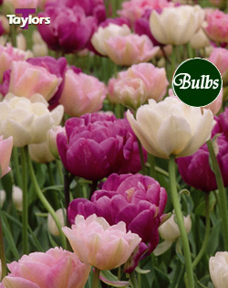 Flamingo Fantasy - Tulip Bulb Combinations