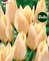 Fur Elise- Greigii Tulip Bulbs