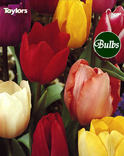 Garden Tulips Mixed - Bulk Tulip Bulb Bags