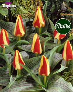 Gluck - Kaufmanniana Tulip Bulbs