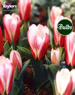 Hearts Delight - Kaufmanniana Tulip Bulbs