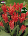 Jeantine - Kaufmanniana Tulip Bulbs