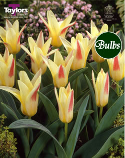 Johann Strauss - Kaufmanniana Tulip Bulbs