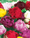Tulip Double Late Mixed Lifestyle Collection Bulbs