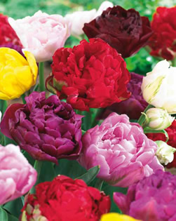 Tulip Double Late Mixed Lifestyle Collection Bulbs
