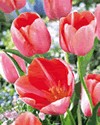 Tulip Menton Single Late Lifestyle Collection Bulbs