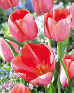 Tulip Menton Single Late Lifestyle Collection Bulbs