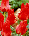 Tulip Red Riding Hood Lifestyle Collection Bulbs